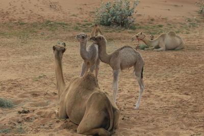Sheep in a desert