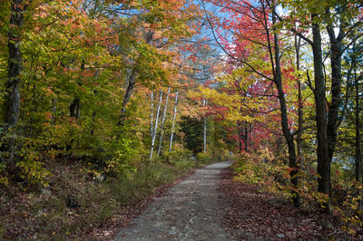 Trees in forest during autumn