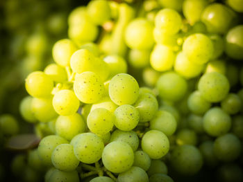 Close-up of grapes