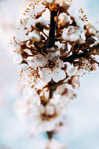 Close-up of cherry blossoms in spring