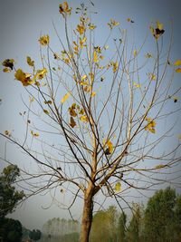 Low angle view of tree against sky