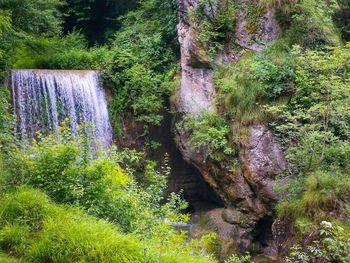 Plants growing by river in forest