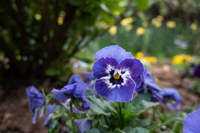 Close-up of purple flowering plant