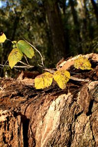 Close-up of tree trunk