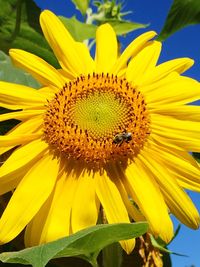 Close-up of sunflower