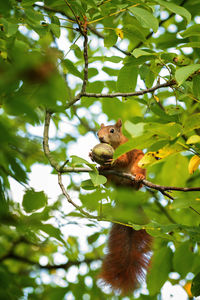 Low angle view of eurasian red squirrel on tree