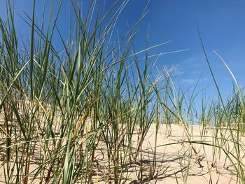 Plants growing on beach against clear blue sky