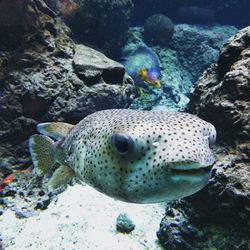 Close-up of fish swimming in sea