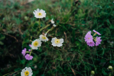 Close-up of flowering plant