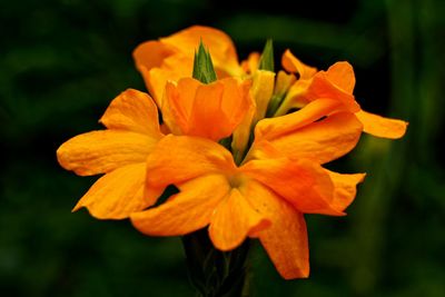 Close-up of flower blooming outdoors