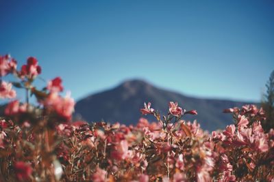 Northern blossom flower farm