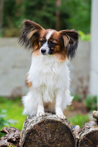 Outdoor portrait of a papillon purebreed dog