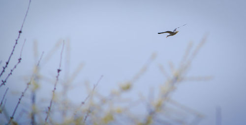 Bird flying over white background