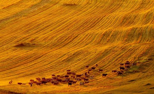 Flock of sheep grazing on field