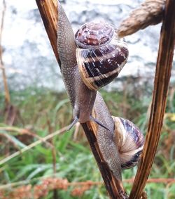 Close-up of snail on plant