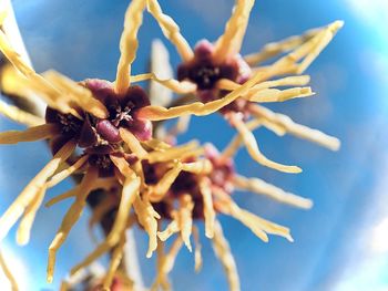 macro photography
