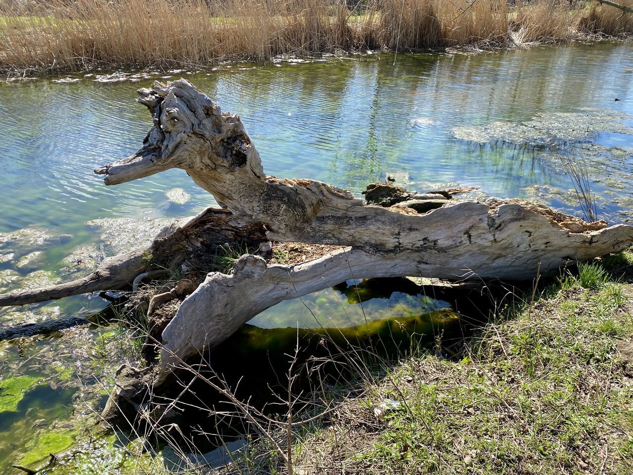 VIEW OF AN ANIMAL ON LAKESHORE