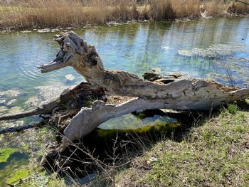 View of driftwood at lakeshore