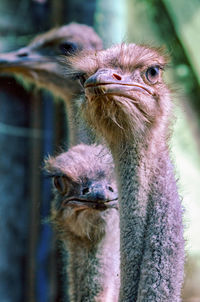 Close-up portrait of ostrich outdoors