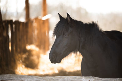 Close-up of a horse