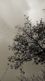 Close-up of tree against sky