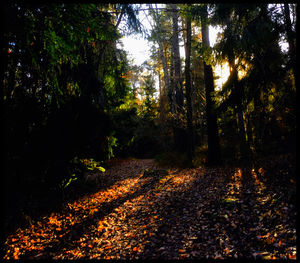 Trees in forest