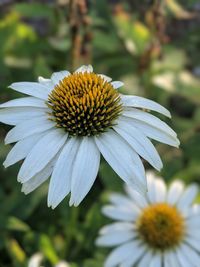 Close-up of white flower