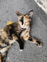 High angle view of cat on street