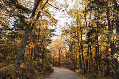 Footpath amidst trees in forest during autumn