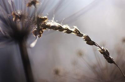 Close-up of wilted plant