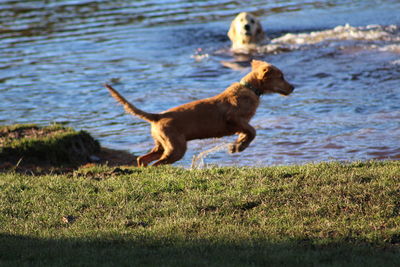 Dog running on beach