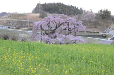 Scenic view of flowering plants on field against sky