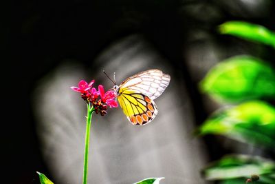 Close-up of butterfly pollinating on flower
