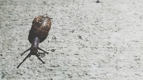 Close-up of snail