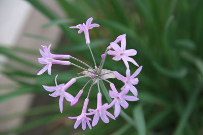 Close-up of purple flowering plant