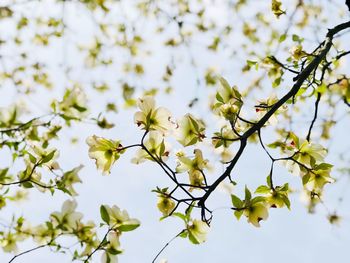 Low angle view of white flowering plant