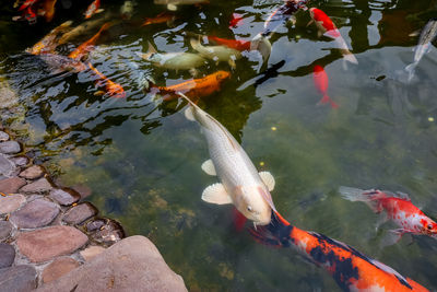 High angle view of koi carps swimming in lake