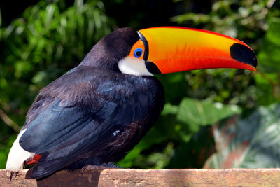 Close-up of toucan on wood at zoo