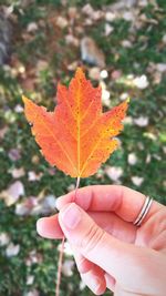 Close-up of hand holding maple leaf during autumn