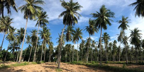 Panoramic view of palm trees against sky