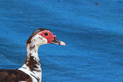 Close-up side view of a bird