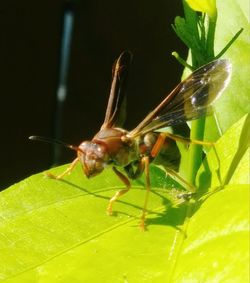 Close-up of insect on leaf