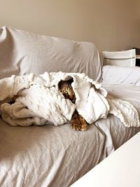 Cat hiding comfortably in blanket