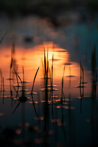 Close-up of silhouette plants against sky during sunset