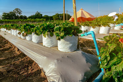 Low section of woman standing by plants against sky