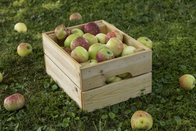 Various fruits in basket on field