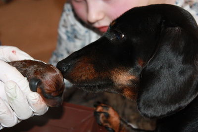 Close-up of dog at home