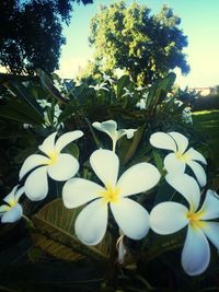 Close-up of white flowers blooming outdoors