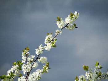 Low angle view of cherry blossoms against sky