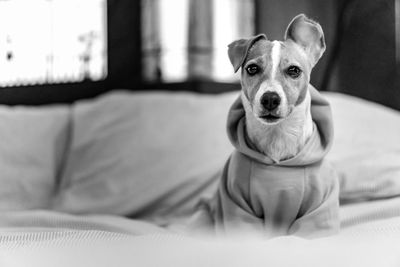 Portrait of dog relaxing on sofa at home